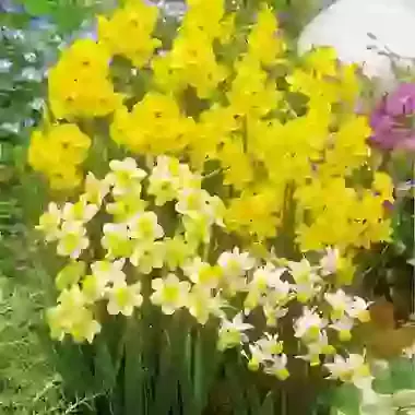 Botanical Mixture